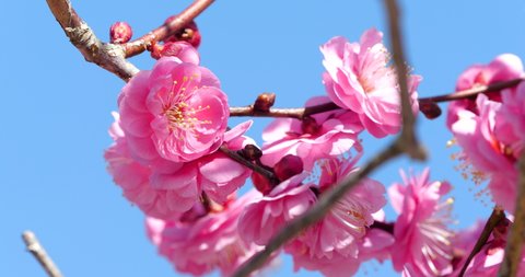 Tilt-down video of pink plum blossoms.
This flower is called "UME" or “UME blossom" in Japanese.