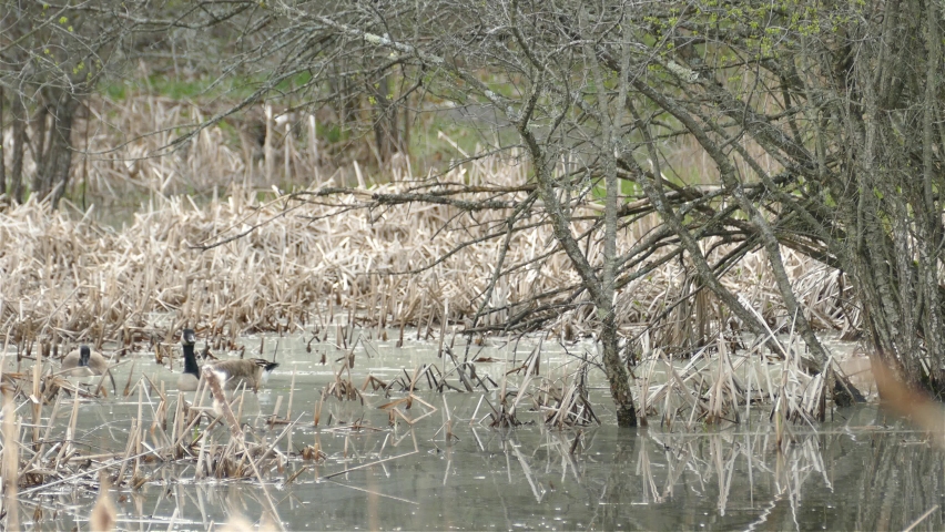 Canada Geese swimming in the swamp during autumn. Dry vegetation, trees without leaves