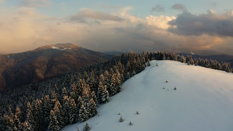 Fly near Spruce covered Snow. Aerial Drone view of Winter Forest in the Mountains. Snow covered Pine Trees from above. Nature winter Landscape