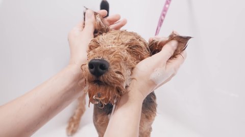 Dog grooming salon. Woman groomer bathes the dog Airedale in the bathtub with foam. Pet care
