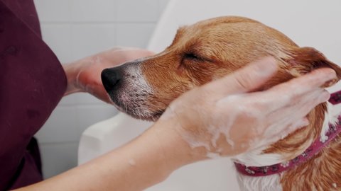 Dog grooming salon. Woman groomer bathes the purebred dog Jack Russell Terrier in bathtub. Pet care