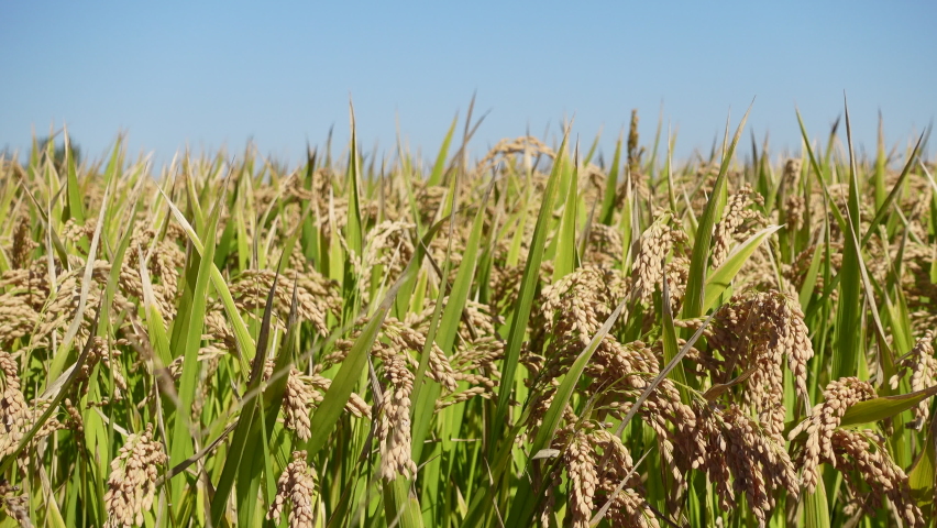 Ripe Rice Crop Sunlight Stock Footage Video (100% Royalty-free 