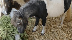 Two Small Pony Horses in Stable at Farm