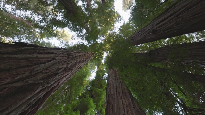 Redwood national park, United States. Camera moves between the huge trunks of redwoods. Bottom up view, 4K Royalty-Free Stock Footage #1080565703