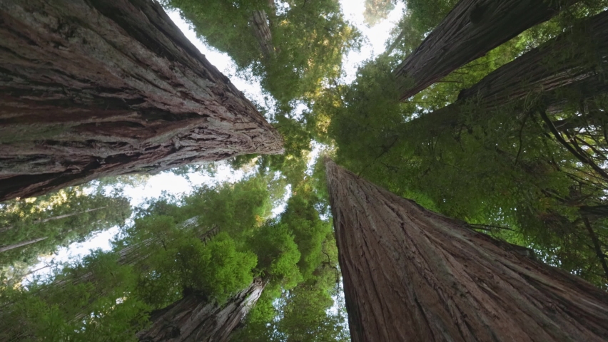 Redwood national park, United States. Camera moves between the huge trunks of redwoods. Bottom up view, 4K
