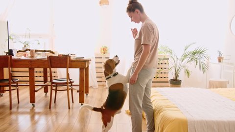 The female owner of the beagle dog training and treats her pet with a treat. Beagle stand up on hind legs and and barks. Dog training. Concept obedience, friendship. Mans best friend.