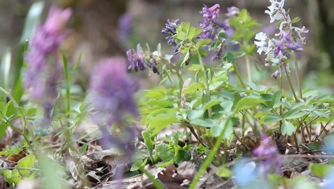 corydalis, primroses, spring sunny forest glade, change of focus of the plan