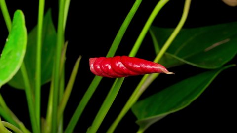 Beautiful Time Lapse of Opening Red Anthurium Flower on Black Background . High quality footage
