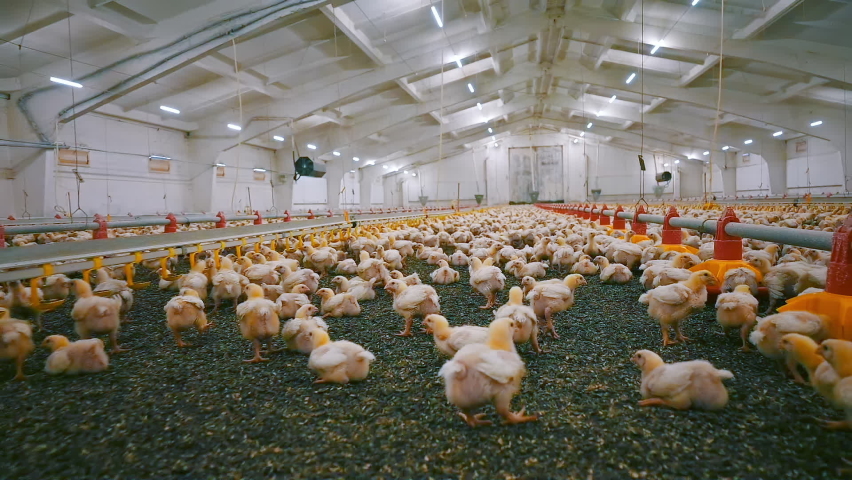 Large farm with many chickens. Modern poultry farm for broiler production. Funny fat chicks run on a barn. Chicken industry. | Shutterstock HD Video #1080585932