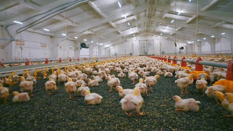 Large farm with many chickens. Modern poultry farm for broiler production. Funny fat chicks run on a barn. Chicken industry.