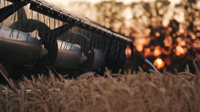 Wheat harvest. Wheat harvesting shears. Harvester machine harvesting golden ripe wheat field on an agricultural field at sunset in summer from close up. Agriculture food production. Industry concept. Royalty-Free Stock Footage #1080590510