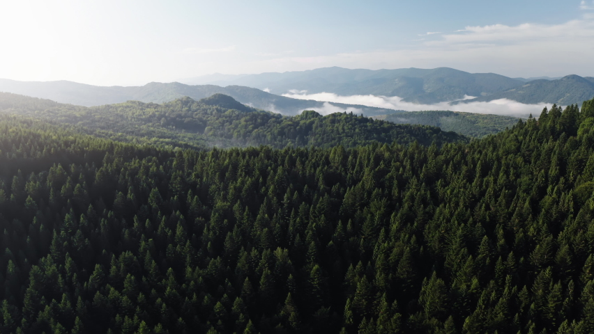 Green pine tree forest on mountain range. Morning mist over hills and meadows. Nature background. Travel destinations. Beautiful wild landscape. Summer vacation tourism. Cinematic aerial drone flight Royalty-Free Stock Footage #1080592187
