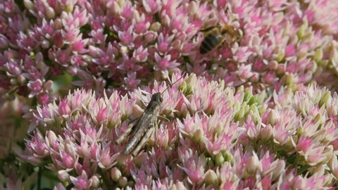 Crassulaceae autumn. Grasshopper and a bee are sitting on an autumn garden flower of white and pink color.