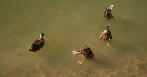 gray ducks dive under water while feeding.