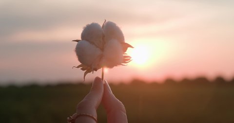 Female hand holding cotton flower against sunset and cotton field, agriculture concept.