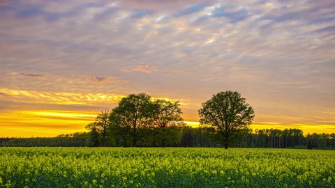 Epic time-lapse of canola field with golden sunset hiding behind forest trees - Clouds at sky lighting in yellow color