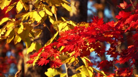 Bright red leaves and yellow leaves on the background are rustling on the tree branches at nice sunny autumn day. Fall in the park, beautiful bright autumnal colors and light wind waves the leaves