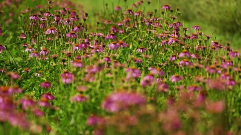 Field of echinacea (Echinacea purpurea). medicinal and aromatic plants. soft focus. 4K. B Roll.