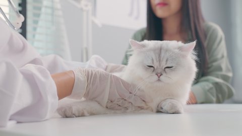 Asian veterinarian examine cat during appointment in veterinary clinic. Professional vet doctor woman sit on table, work and check on animal by stroking and calming kitten with owner in pet hospital.