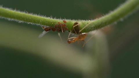 Ants and aphids-Benefit mutually from their working relationship. Macro of insect pests.