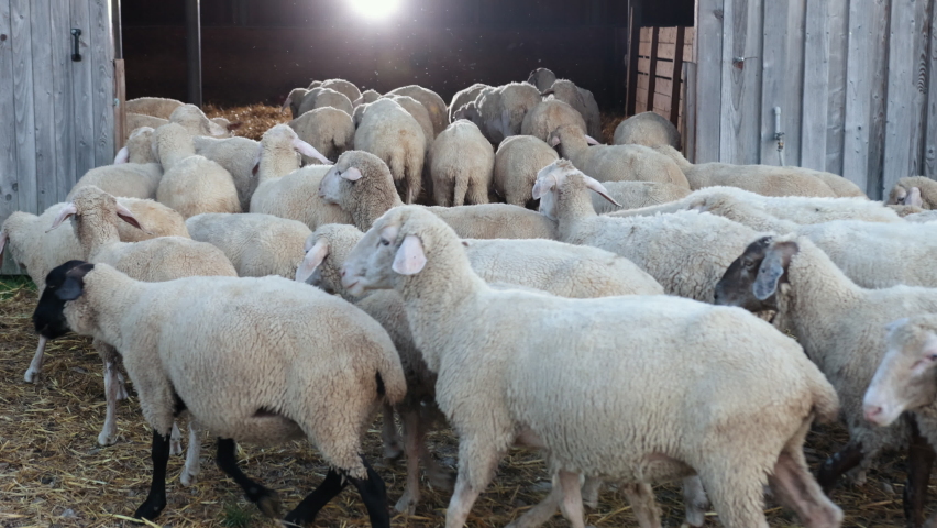Flock of sheep enters barn. Independent domestic animals, there are no people, go home after the pasture in evening for night. Agriculture. Raising ewe