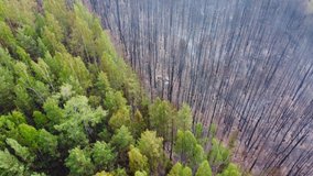 forest after wildfire, aerial video. contrast between green trees and burnt trees. environmental problems, wild fires, climate change. forest and tropical jungle deforestation. bushfire, wildland fire
