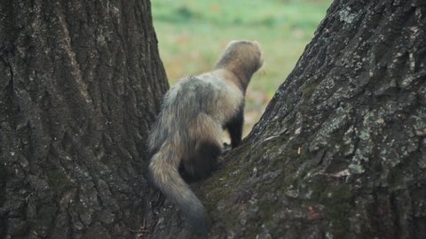 Black-footed Ferret. Funny video wild long fluffy animal in forest. Background tree green grass fallen yellow leaves. Gray fur. Adult Lone Running in autumn Endangerd Species 
