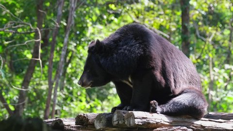 Panting and facing towards the left during a hot morning; Asiatic Black Bear, Ursus thibetanus, Huai Kha Kaeng Wildlife Sanctuary, Thailand.