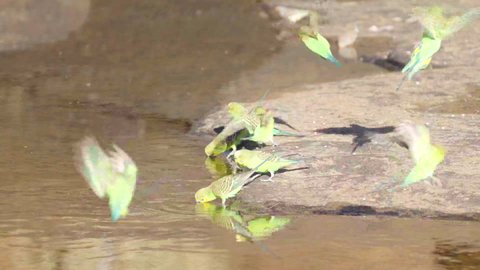 a slow motion shot of a budgerigar flock drinking from kings creek at kings canyon in watarrka national park of the northern territory, australia