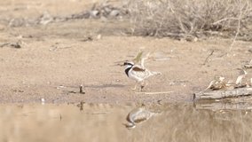 a slow motion clip of a black-fronted dotterel bird feeding at redbank waterhole near alice springs in the northern territory, australia