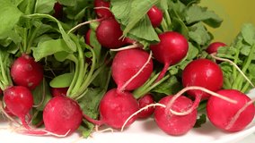 Close-up view 4k stock video footage of tasty fresh organic radish vegetables from farmer home garden