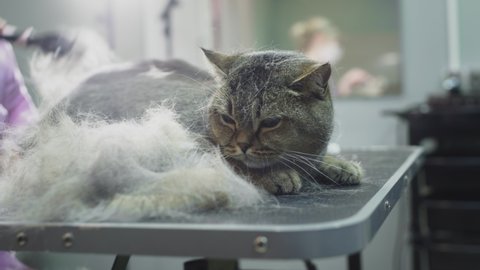 Grooming, combing a cat in the salon for animals. Doctor girl scratches the fur of a cat with a comb, hair cutting. Beauty salon for a purebred fluffy cat. Furminator trimming Scottish ticked cat