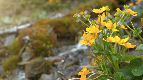 Beautiful brook and yellow flowers in mountains