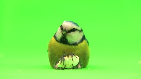 blue tit, Cyanistes caeruleus close-up holds pumpkin seed in its paws on green screen