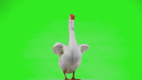beautiful white goose flapping its wings slow motion on green screen