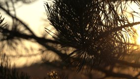 Beautiful sunny abstract organic 4k video bokeh background with magic sunset golden back light of twilight sun transparenting through pine trees branches