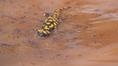 Near Eastern fire salamander Swims in the swamp waters