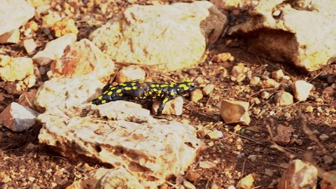Near Eastern fire salamander On Mount Carmel in Israel