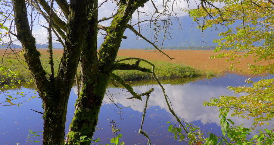 Establishing shot of Swamp in the Park with mountain background in Vancouver, Canada, North America. Day time on September 2021. Still camera view. ProRes 422 HQ.