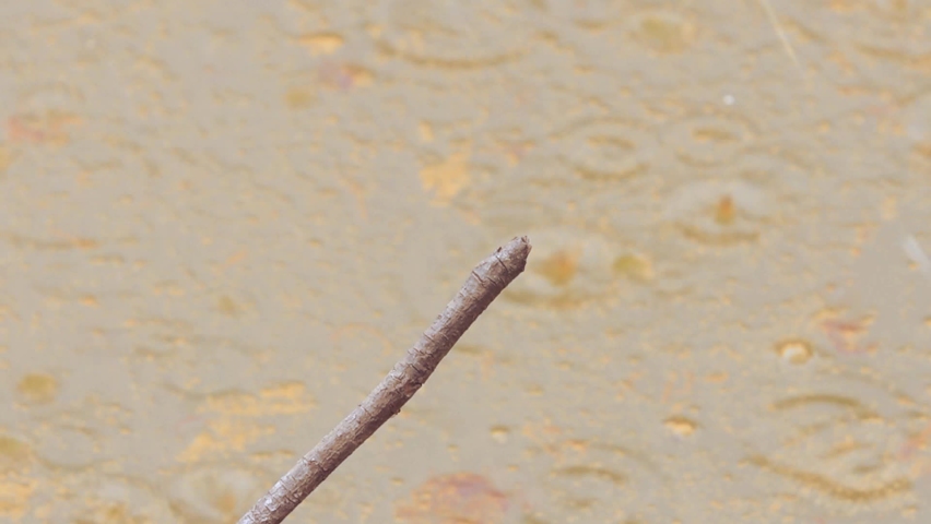 a golden yellow dragonfly perched on a tree branch in a lake with dirty water