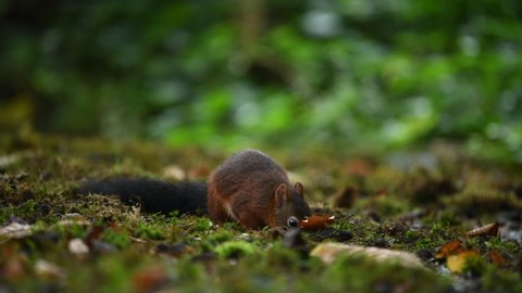 Red squirrel looking for food in the forest