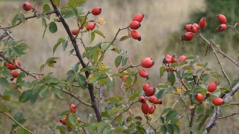 Dog-rose hips swinging on the wind in the forest