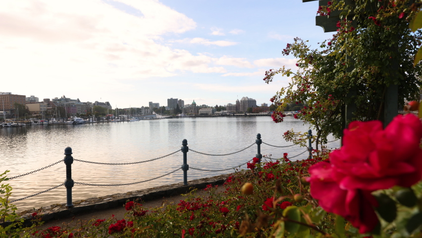 Victoria, British Columbia. Victoria inner Harbour Woman Walking on Songhees Walkway. Also showing British Columbia Parliament Buildings, Vancouver Island, BC, Canada.