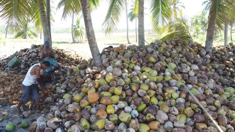 conde, bahia, brazil - october 7, 2021: a worker peels dried coconut fruit on a farm in the rural area of the municipality of Conde, north coast of Bahia.