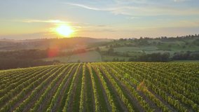 Aerial drone view over vineyards, towards agricultural fields, during sunset - Powered by Shutterstock - Get 15% off with code: PIKWIZARD15