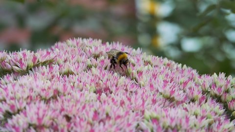 Bumblebee sits on an autumn garden inflorescence of white-pink color and collects pollen and nectar from the flower. Crassulaceae autumn.