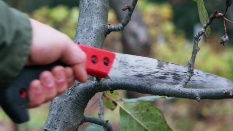 A gardener saws branches on a tree.Pruning of extra branches on an apple tree.Tree care.Removing branches on a tree with a hacksaw, saw.Gardening.