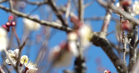 Panning Video of white plum blossoms.
This flower is called "UME" or “UME blossom" in Japanese.