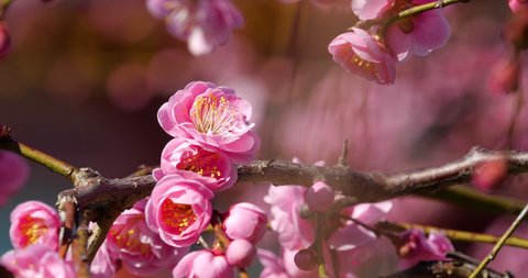Tilt-down video of pink plum blossoms.This flower is called "UME" or “UME blossom" in Japanese.