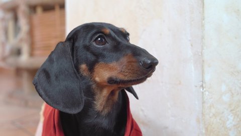 Adorable dachshund puppy in red festive tailcoat barks indignantly, demanding food, play or attention from the owner, then leaves, close up. Impatient dog.